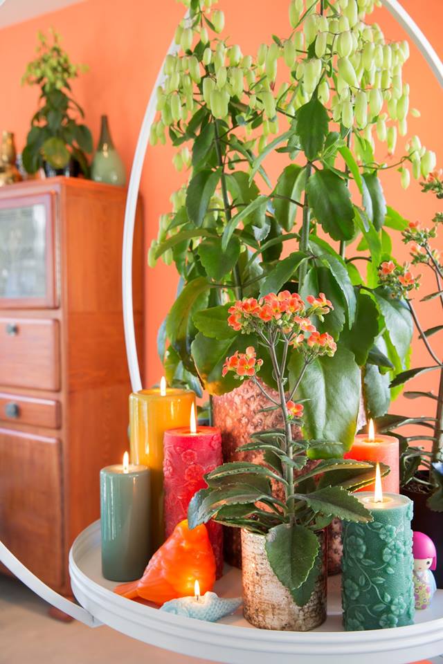 Kalanchoenl's tweet photo. Spring is magical! Enjoy your SUNday!#Kalanchoe #MagicBells #AlwaysColourful #lente #planten #greenlovers https://t.co/oBxOkkU01C