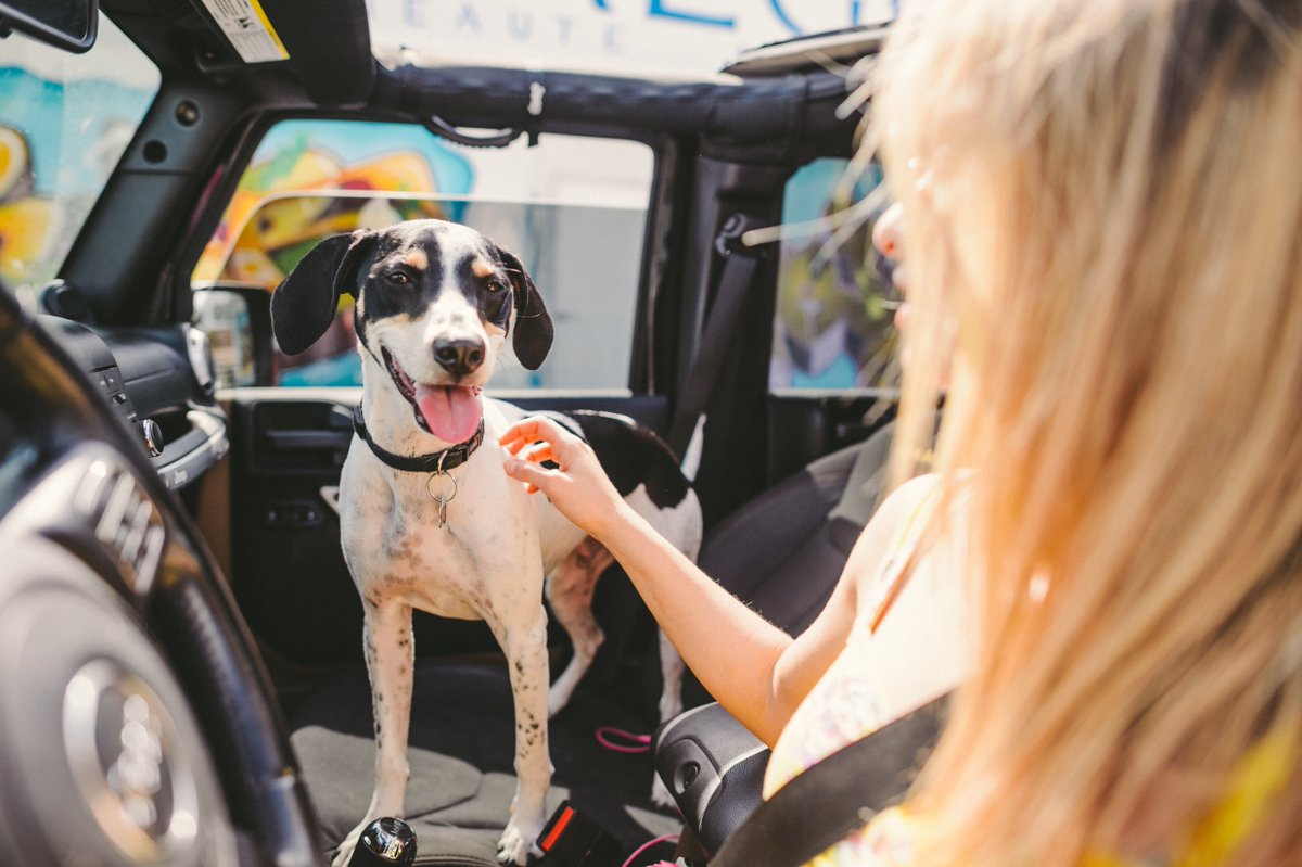 KohaPet's tweet photo. When they realize they get you for the whole day! ❤️ 🐶
#weekendvibes #doglovers #doglife #kohapetfood #cleanformulas #novelproteins https://t.co/KhFI19dP5I