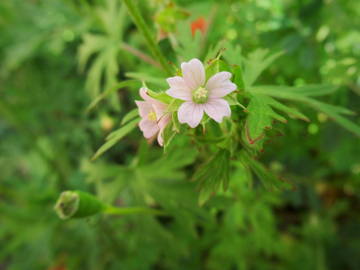 Uzivatel 1000花 Na Twitteru 90 アメリカフウロ フウロソウ 科 北米原産 昭和時代渡来 新しい帰化植物だが空き地や道端などに多い ゲンノショウコと同じフウロソウ属で花も似るが一回り小さく 薄ピンクの色は目立ちにくい 花 外来雑草 春の花