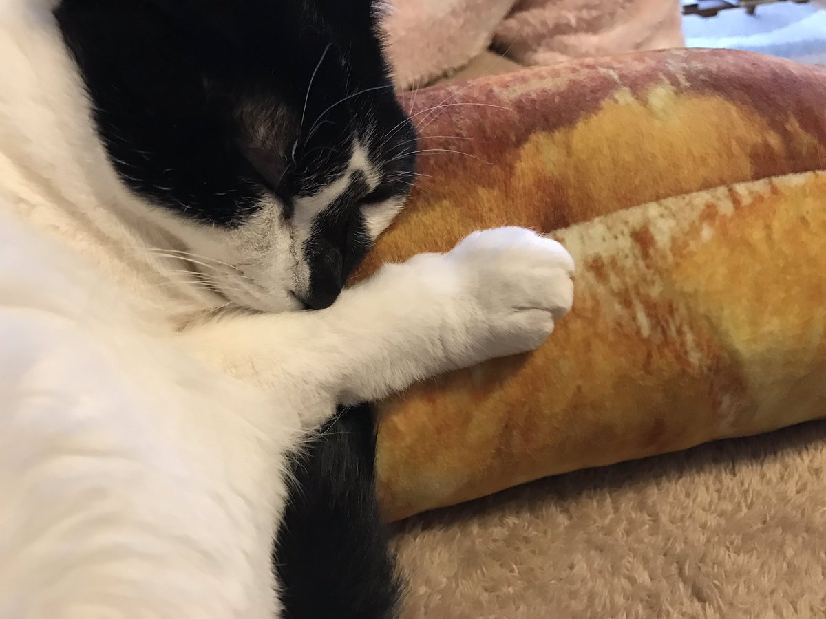 ニート化 スルー 奪い合い ニトリのパンクッションと猫さんとの関係性をご覧ください Togetter ニート化 スルー 奪い合い ニトリのパンクッションと猫さんとの関係性をご覧ください Togetter