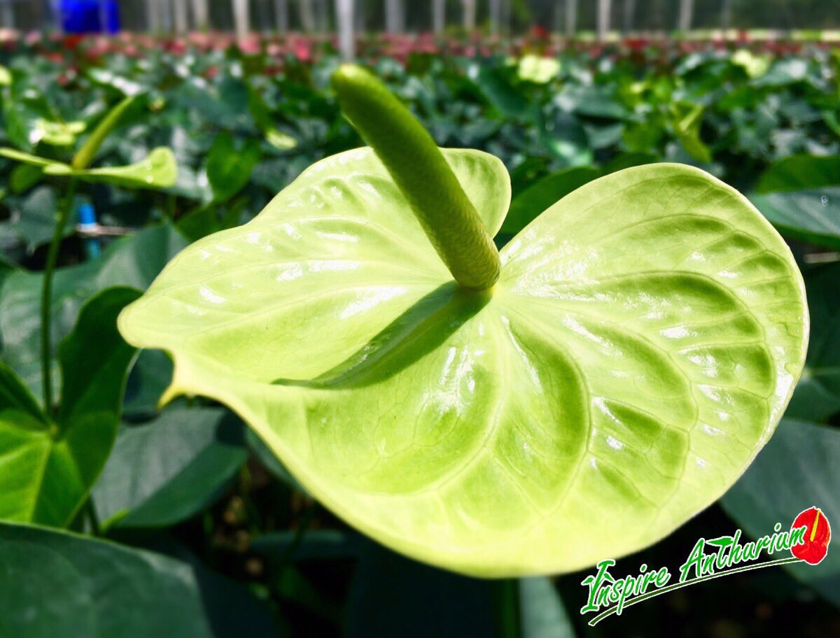 Inspireanthrium tweet picture