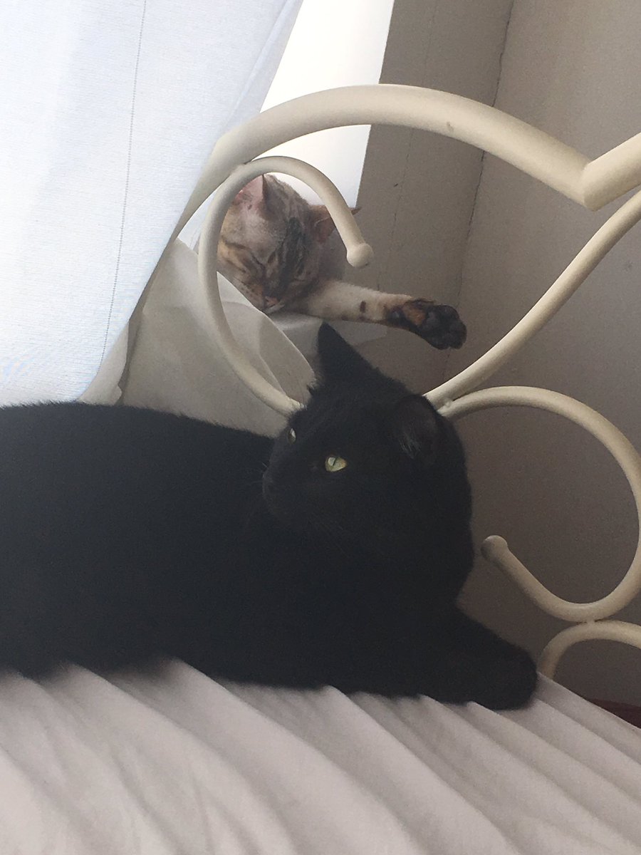 sarahconny1982's tweet photo. My real human children aren't here this morning so these 2 are wishing me happy Mother's Day instead. These are cuter https://t.co/l2eIvpwlO6