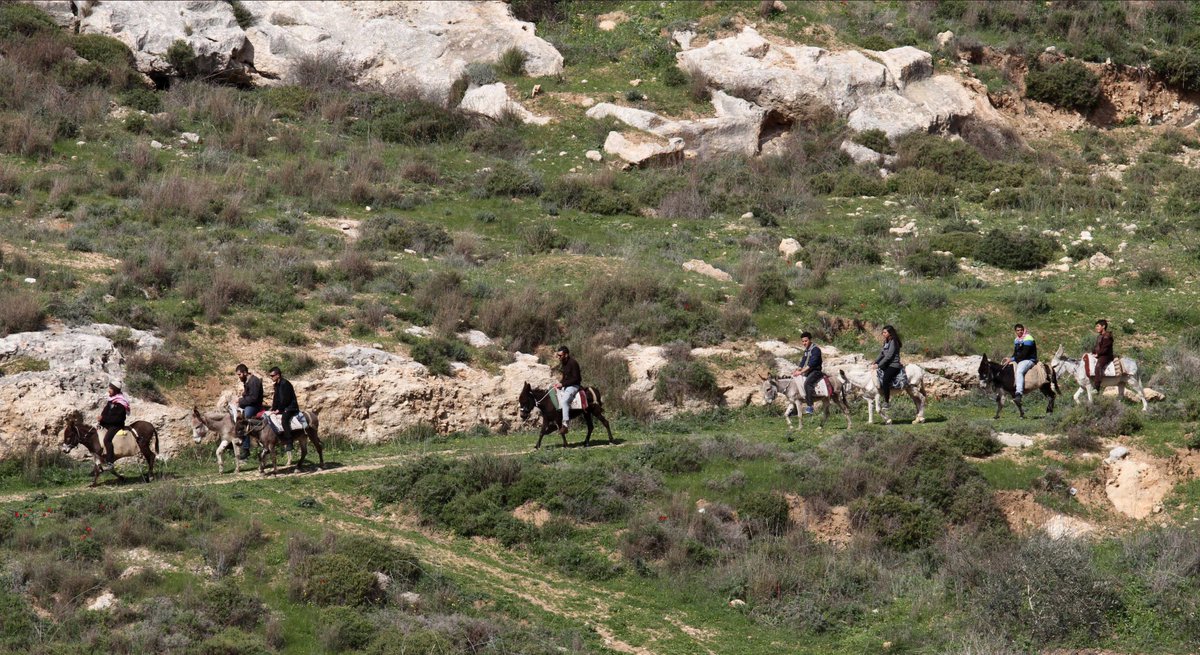 aa_balkans's tweet photo. #Palestina: Hodoljubljem na magarcima mladi uče o domovini i historiji https://t.co/9AFbPdgO0K #magarci #turizam #hodoljublje https://t.co/MUqel7rgpc