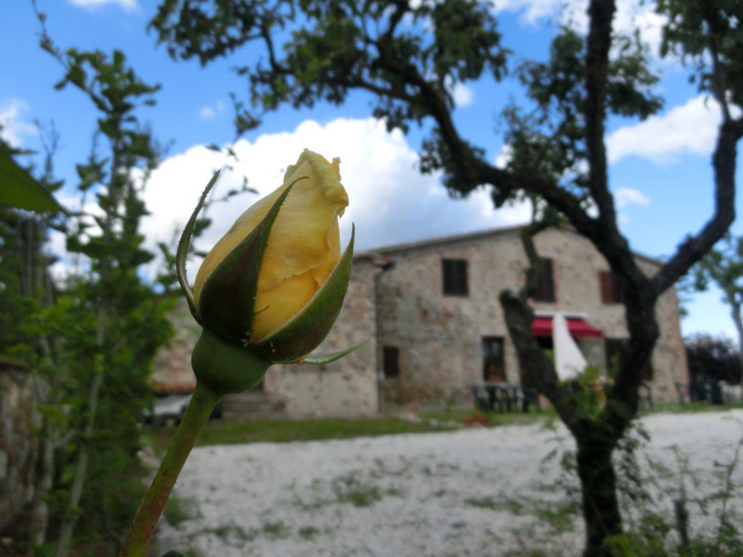 ItalyUndiscoved's tweet photo. Where else in Spring? #tuscany #spring @regionetoscana https://t.co/tnP7RB5Pl6 https://t.co/m8b2VWjb51