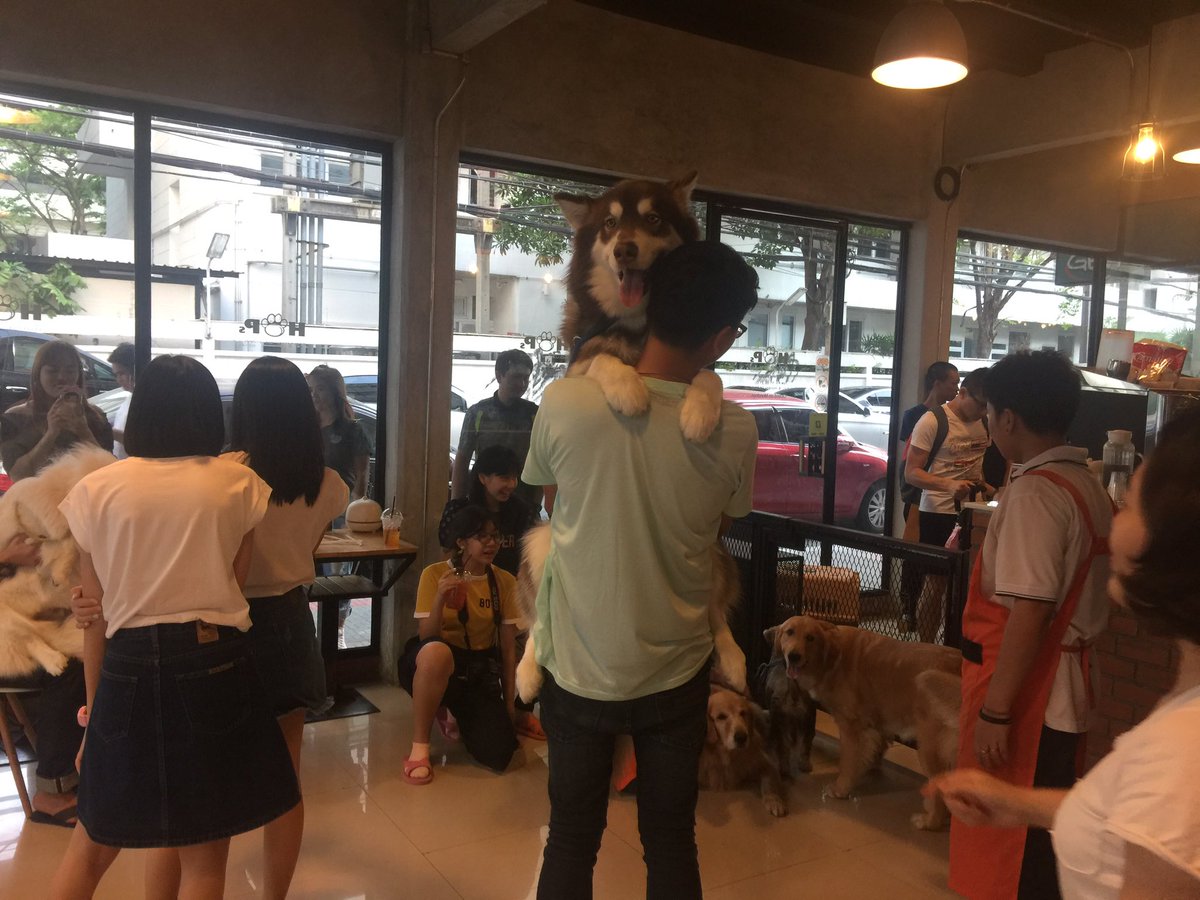 LingLearm's tweet photo. คือตัวเล็กมากกกกกก น้องต้องการอุ้ม https://t.co/IYQBrz6JXj