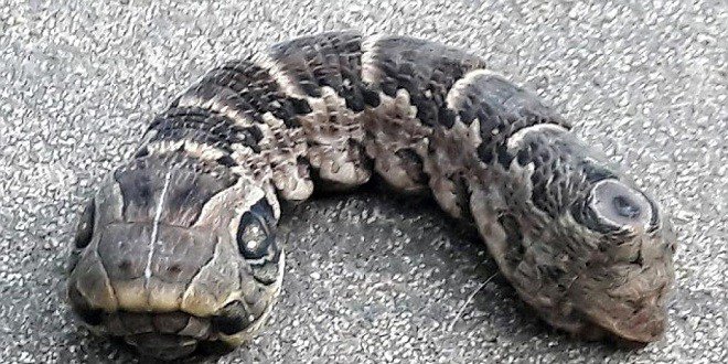 flashinfoma's tweet image. ELLE DÉCOUVRE UN SERPENT DANS SON JARDIN.. QUAND ELLE LE REGARDE DE PLUS PRÈS, ELLE… bit.ly/2nSXsaO