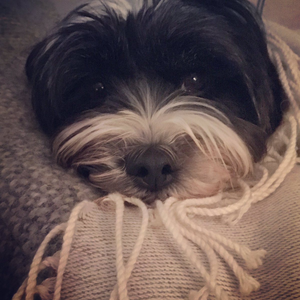 ColbourneSarah's tweet image. My girl..... how much I love her. I may never have had a human baby but she is the best substitute ever ❤