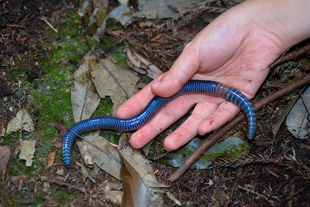 もも V Twitter ツイッター10周年だから青い画像を貼る 青いミミズ シーボルトミミズ 主に西日本の山で見かける日本最大級のミミズで 大きなものは40 にもなる 16年5月撮影他 T Co Ehz62xzzmw Twitter