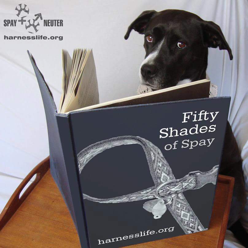 kaaydubzz's tweet image. "..and vet's hand caressed her left ovary before sliding down her suspensory ligament.." 😂 #veterinaryhumour #FiftyShades #Repost