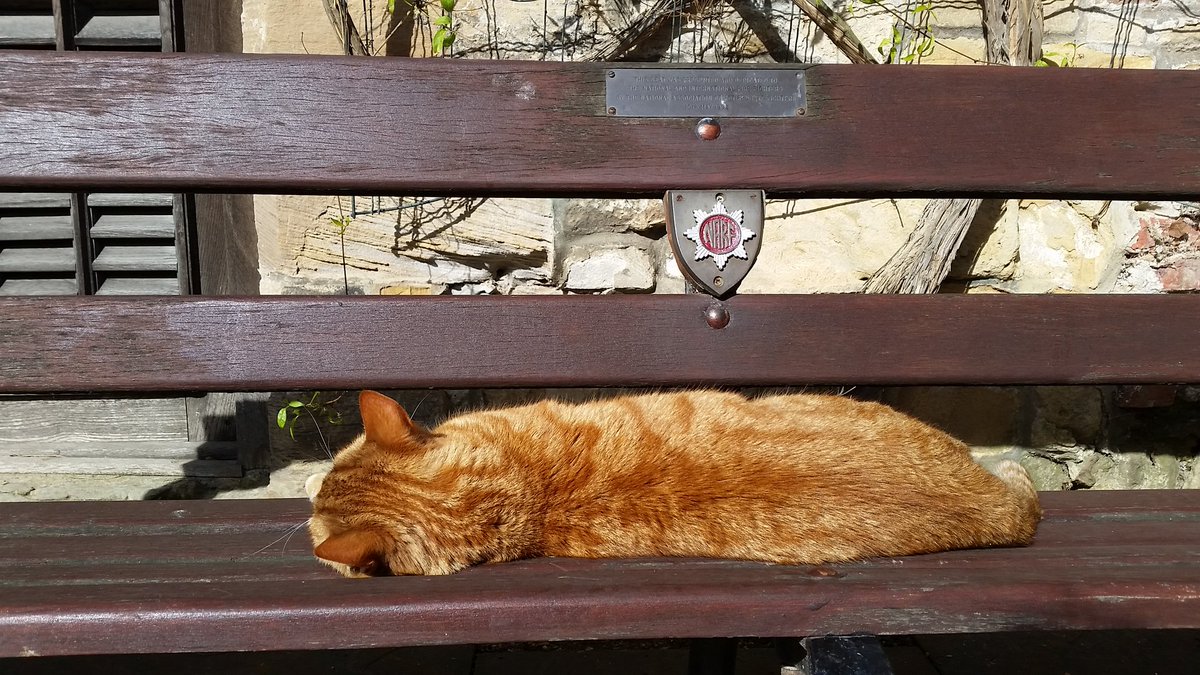 VanessaGWard's tweet photo. Badger was really enjoying the sunshine today.@DCathCat #cathedralcats https://t.co/9Qgv8EZbv2