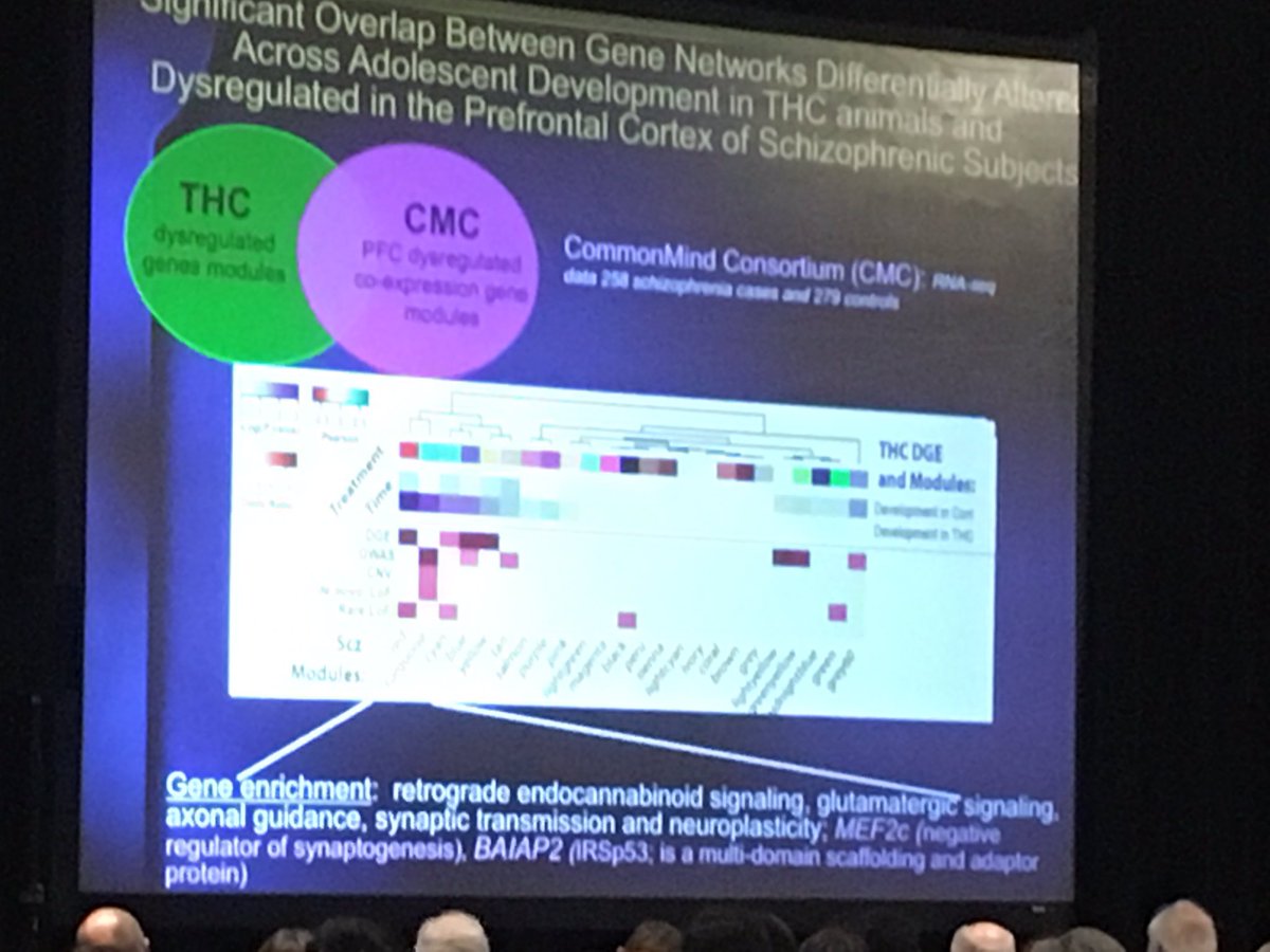 RCarriereMD's tweet photo. Gene changes from adolescent cannabis use overlaps with dysregulation in PFC seen in schizophrenia #ICOSR2017 #Schizophrenia #psychosis https://t.co/eAL1R3oaWi