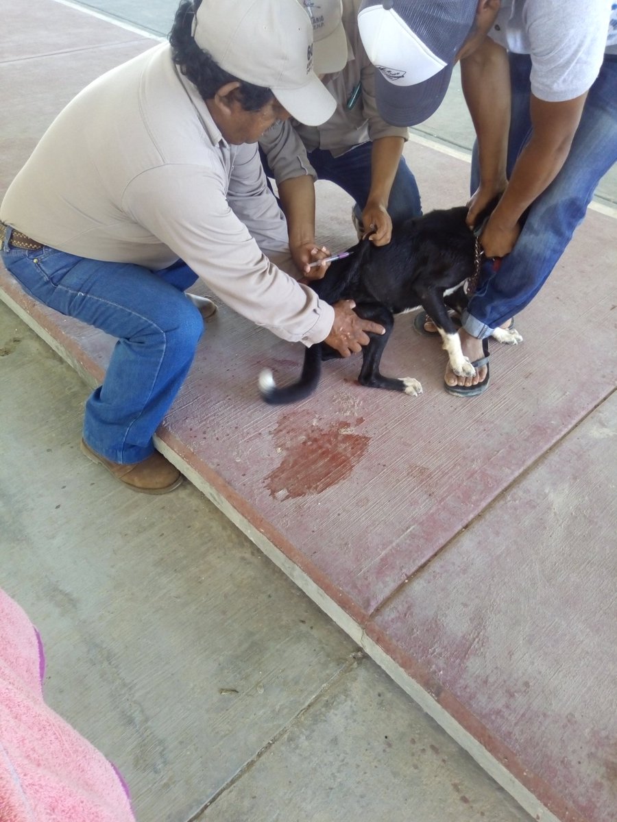 saluddigna1's tweet photo. #HagamosFuturo
#MedicoEnTuColonia
#VacunacionCaninayFelina  
@juancarrillo58 @IslaMujeresGob 
#DomoMonteDeOlivoZC
#SaludMunicipalIM https://t.co/7X2prN2so2
