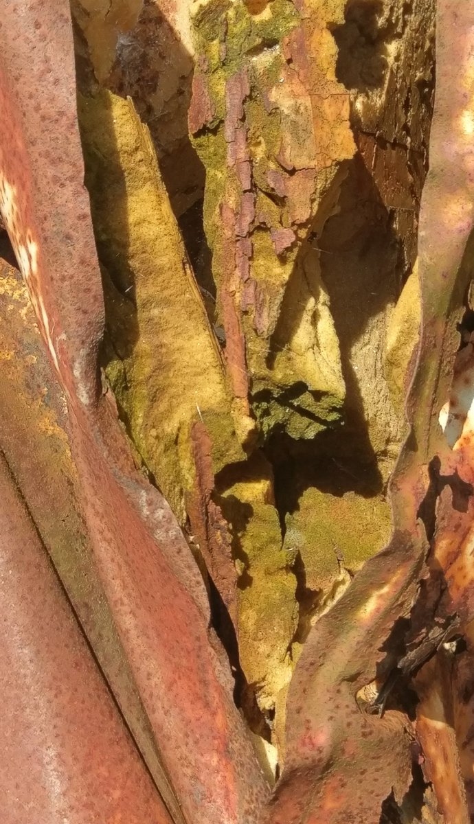 DavidSmithArt's tweet photo. Today's rusty metal with an organic feel #abstracteverywhere https://t.co/EyYUjMWd6D