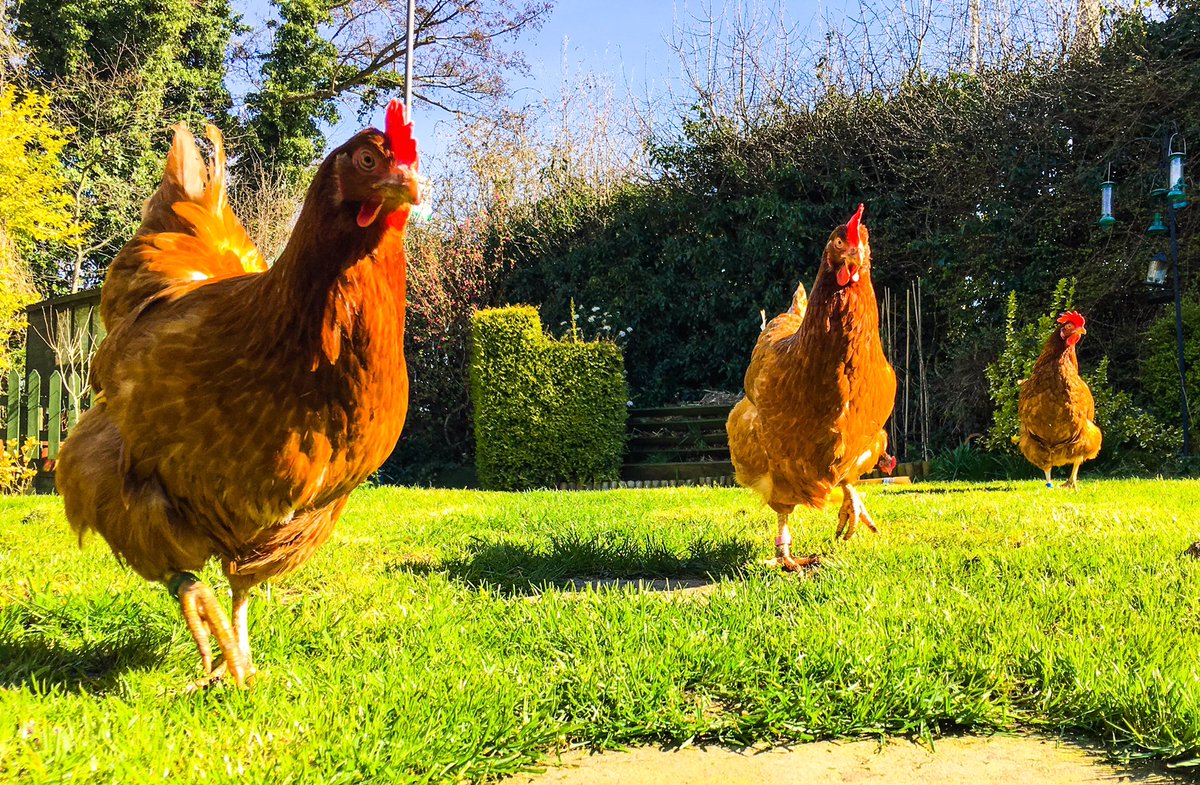 AllAnimalsWelco's tweet photo. #hens #exbatteryhens #chickens #highpeak #sunshine #Derbyshire #freerange #friendnotfood https://t.co/blJhrwOSZO