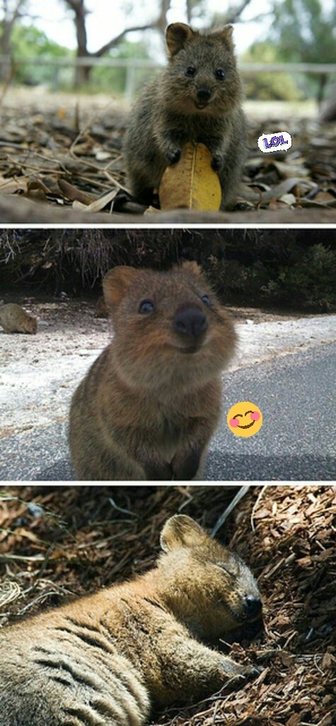 1zerozero's tweet photo. Happiest Animal on the Earth 🌎 https://t.co/UmYs8c3FyJ