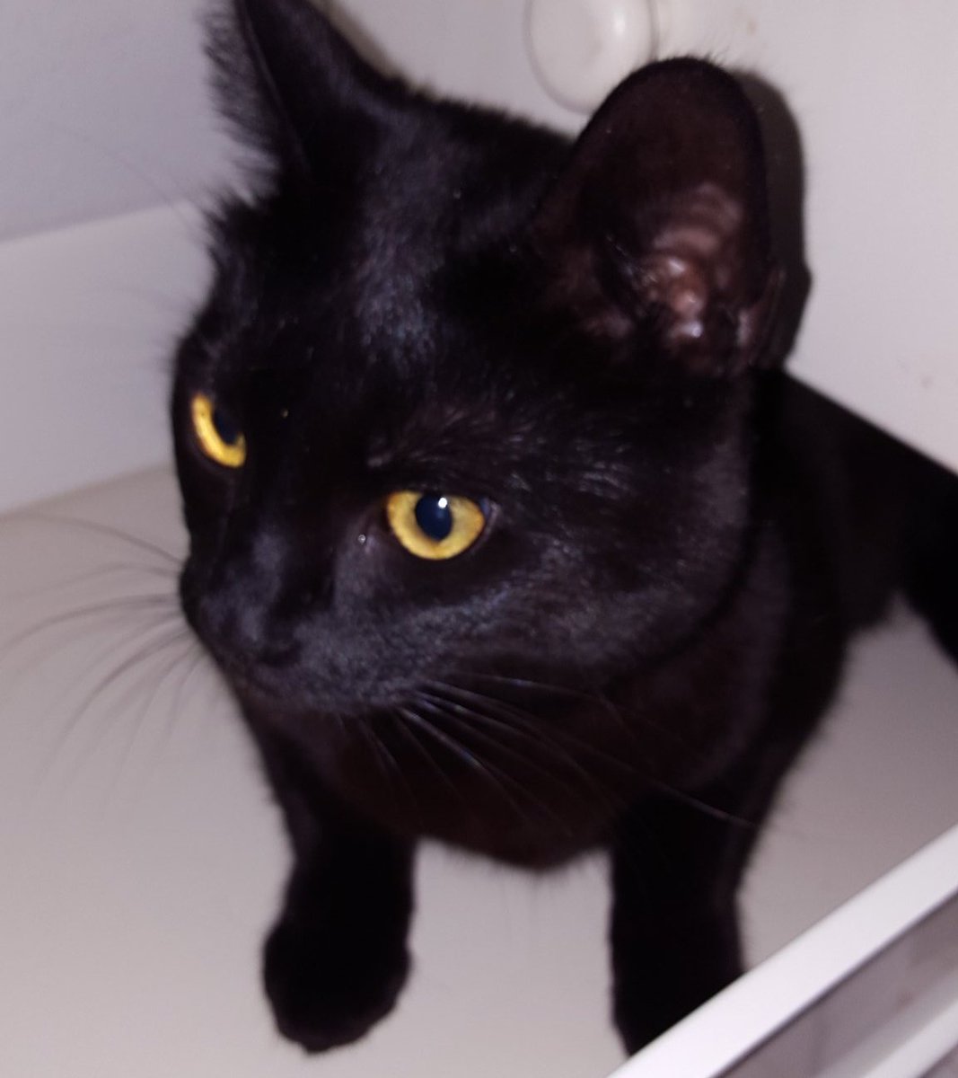 SCORPlOMOON's tweet photo. appreciation post for my cat https://t.co/oDRPUxI5JE