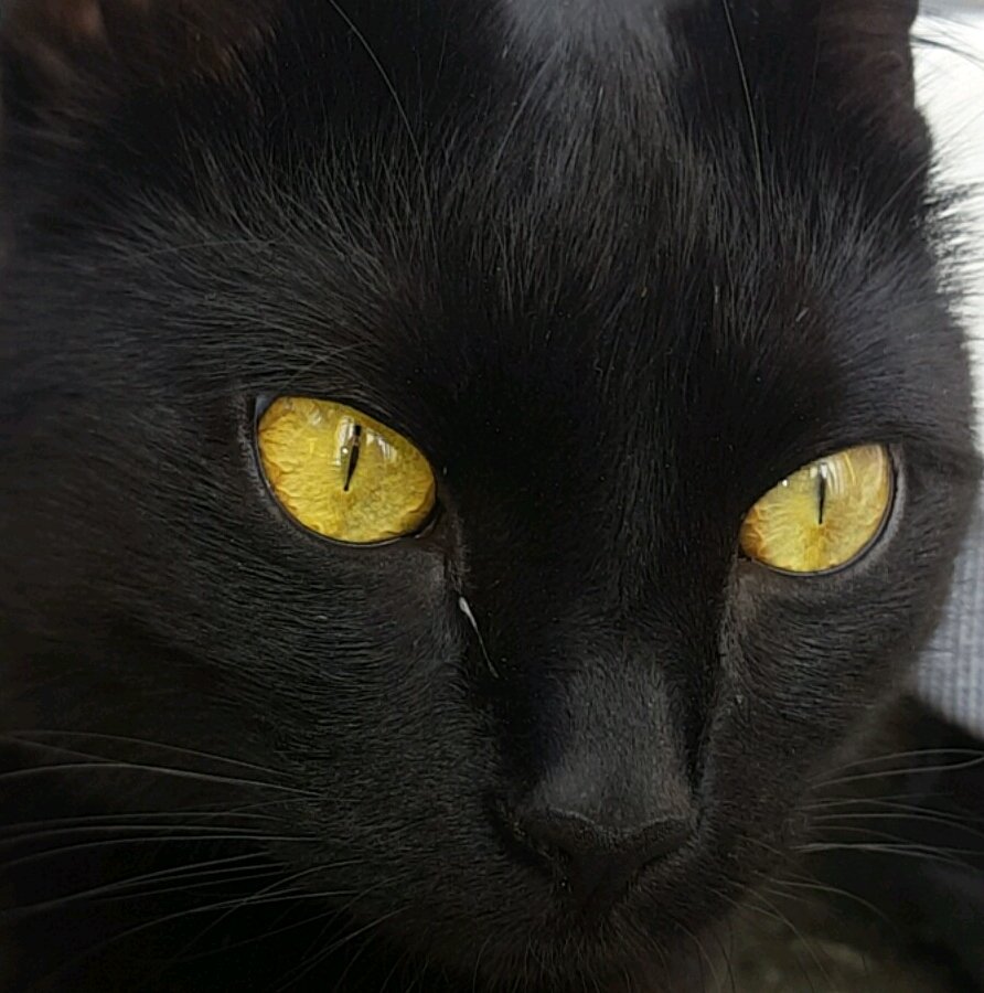 SCORPlOMOON's tweet photo. appreciation post for my cat https://t.co/oDRPUxI5JE