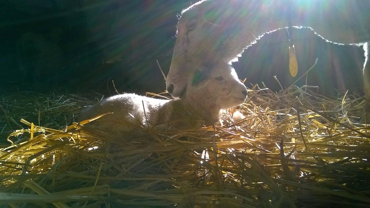 AlmeerseWolunie's tweet photo. De babyboom is begonnen in de Schaapskooi, verse wol! https://t.co/uqHrBHGciy