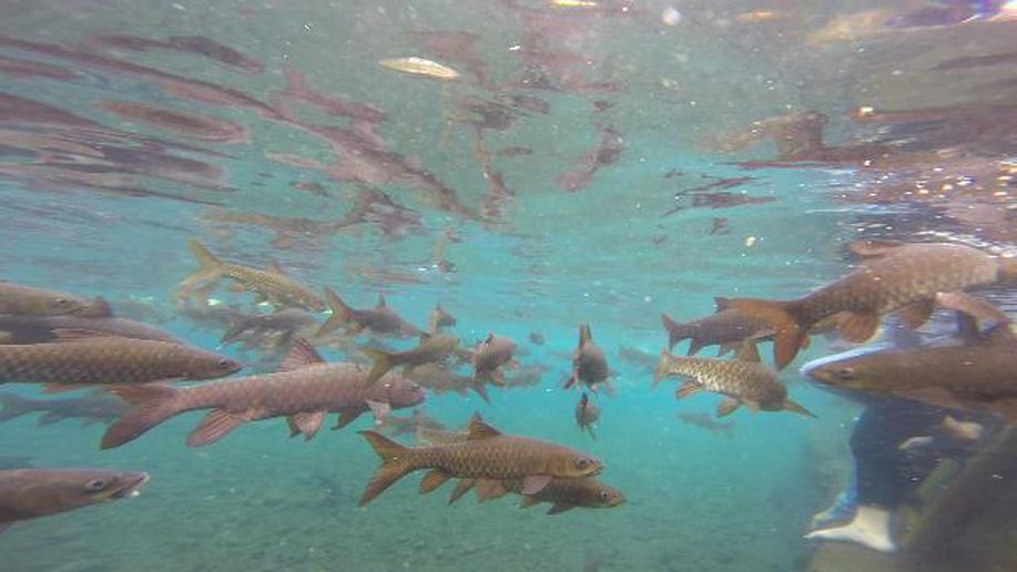 detikcom's tweet photo. Lagi di Pasuruan, Yuk Berenang Mesra Bareng Ribuan Ikan https://t.co/rlqweEF3uL via @detiktravel https://t.co/Tv0dC4H7Ay