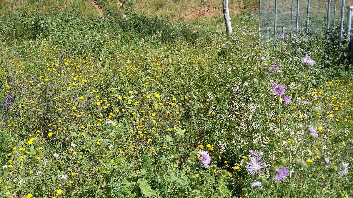 eferrerpont1's tweet photo. #PlaBuits #Vallcarca, petites illes de #biodiversitat a BCN, com mantenir-les quan siguin "Plens"? @BCN_Ecologia @fximeno @margapares1 https://t.co/9yJ1dUd8Yv