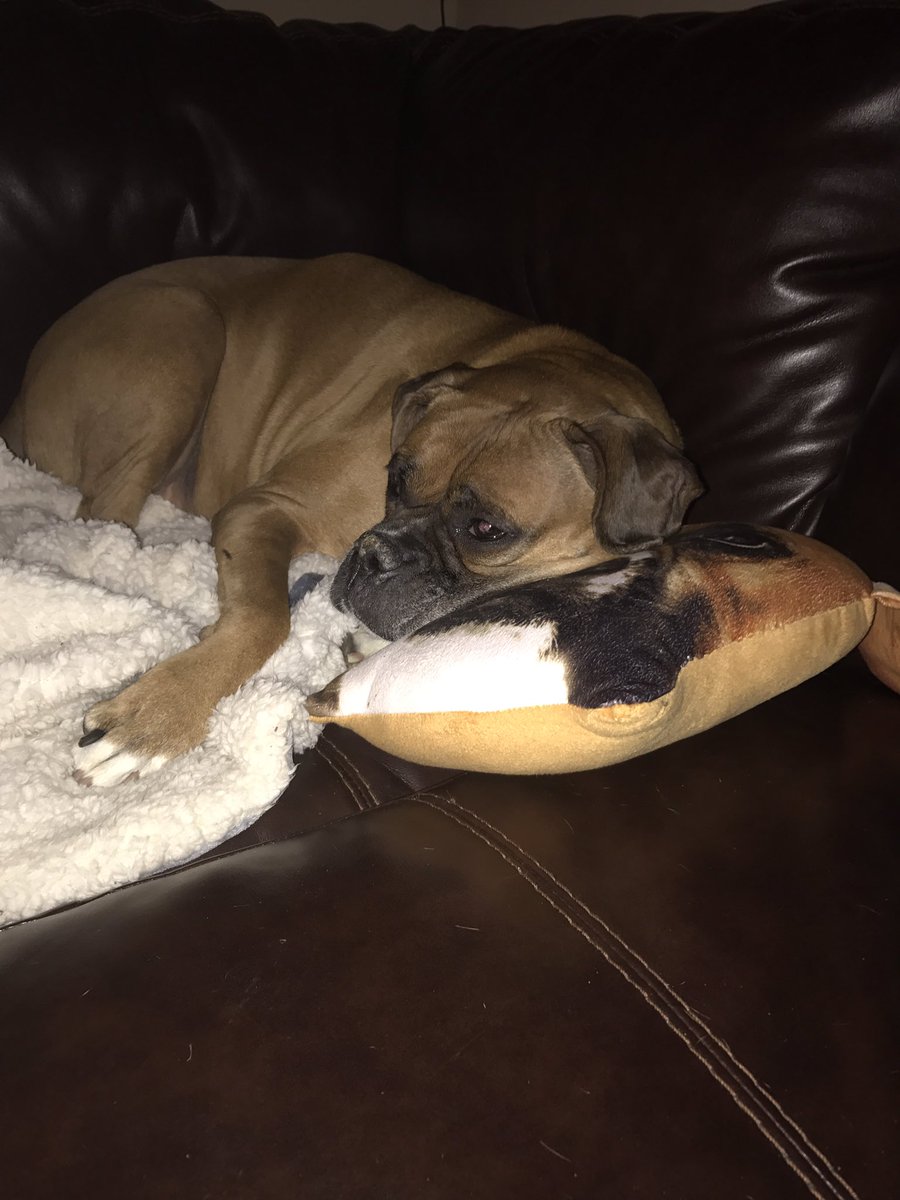 bethrn36's tweet photo. @BoxerDogUnion https://t.co/UNQiUA3CGD