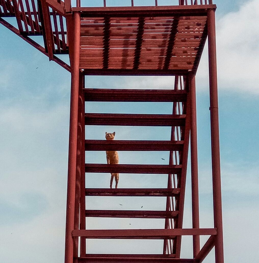 delhigram's tweet photo. Animals in strange places or rather, anywhere is our next favorite thing! Shot on #LavaZ25. #Ishootart #Delhigram @LavaMobile https://t.co/BI4AFipLAP