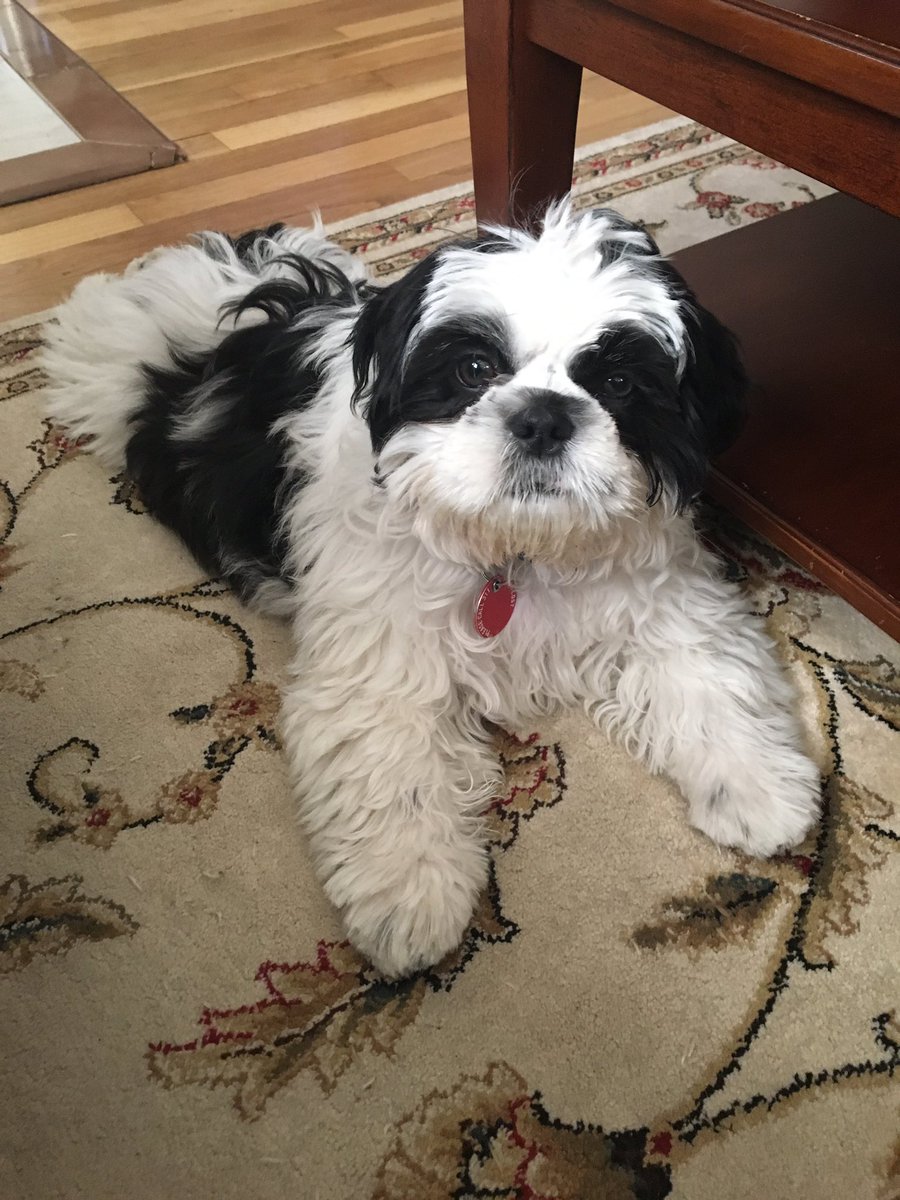 alyssingravallo's tweet photo. @AmyFreeze7 not so #BigDogSunday but Alvin is big at heart! https://t.co/VSxEBNd94s