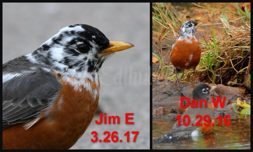 Leucistic American Robins in Waukesha, are they the same bird? March 25, 2017 windowtowildlife.com/leucistic-amer…
