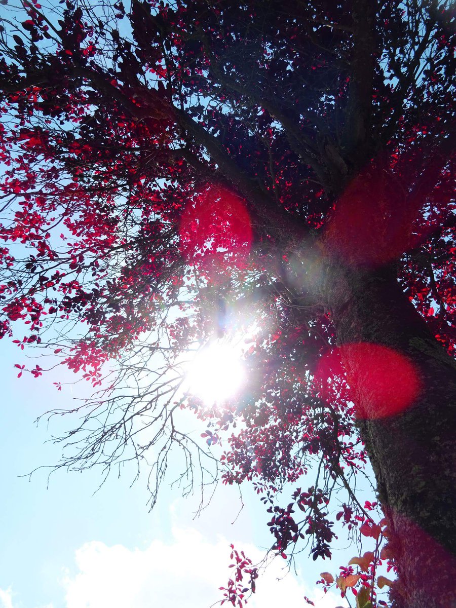 valmont1702's tweet photo. • Soft ray of light through magenta foliage #prunus #prunustree #piercinglight #stunning_shots #kaakko135 #FindtheSublime #lakeside #leafy https://t.co/55wr9NhJDU