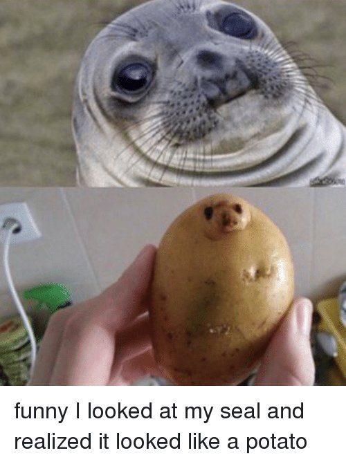 quicklolcom's tweet photo. ★ Sealtato ★ #funnypictures
https://t.co/s3yophXppQ https://t.co/V4nN9gMbK5