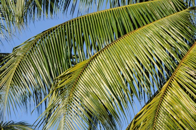 HarvardIchthus's tweet photo. Give Palms, Speak Greek: Palms remind us Jesus offers universal salvation and conquers sin by his crucifixion.
https://t.co/rRwFNX1DQP https://t.co/lPGKkZbqnM