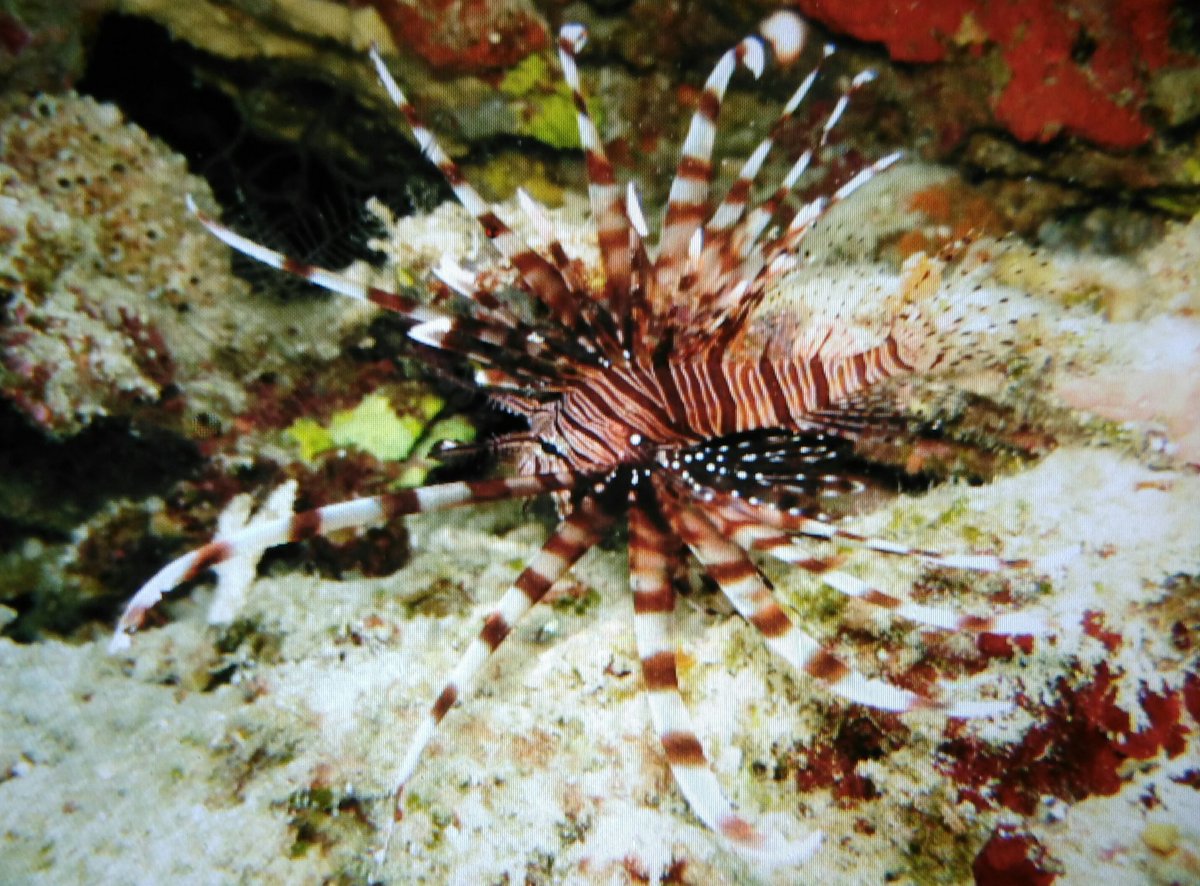 Conarena's tweet photo. Balicasag y su fondo marino #filipinas @PataNegraDivers https://t.co/US0XjFQKHx