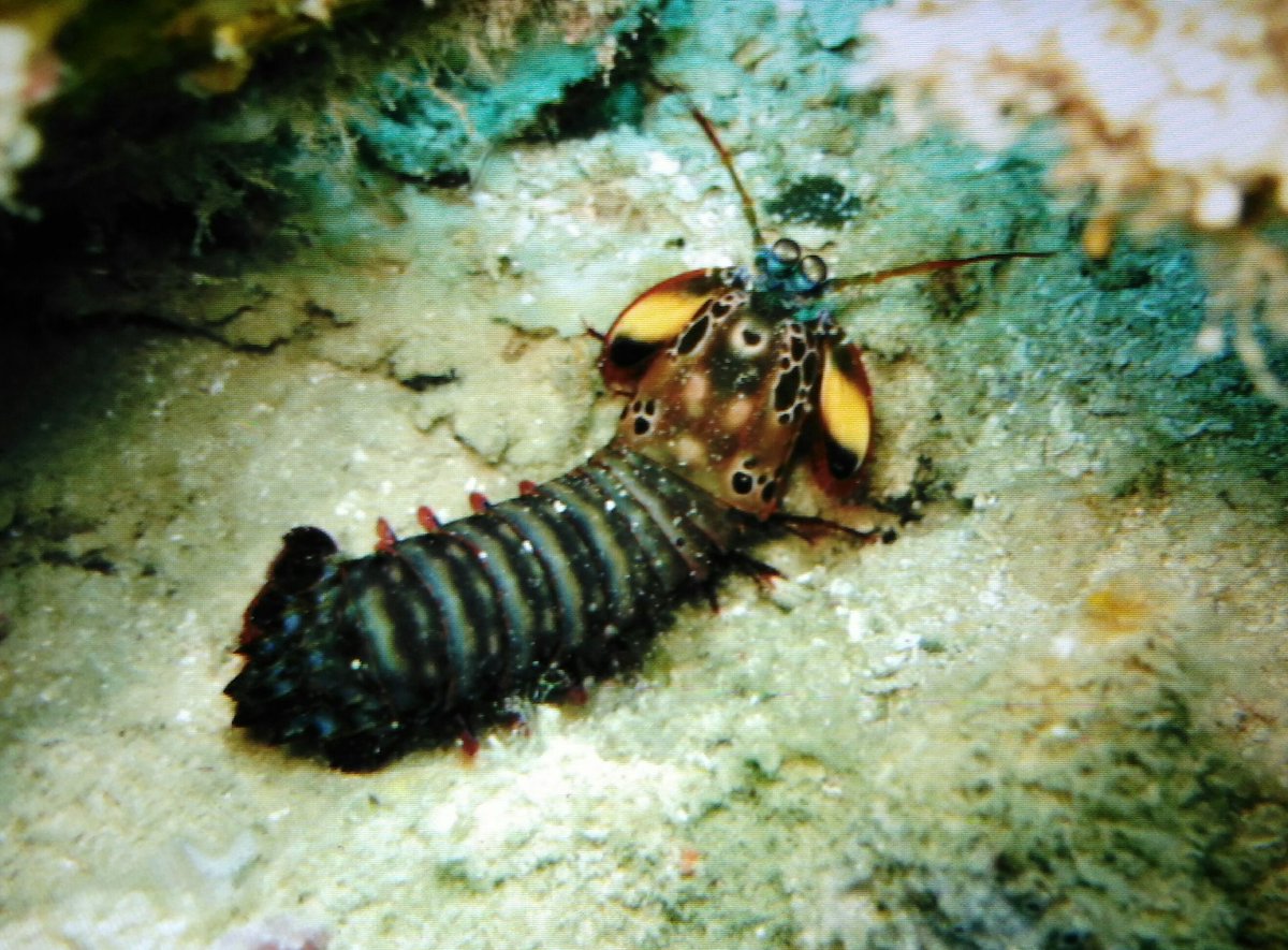 Conarena's tweet photo. Balicasag y su fondo marino #filipinas @PataNegraDivers https://t.co/US0XjFQKHx