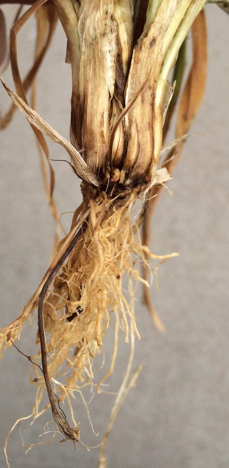KSUWheat's tweet photo. Early season outlook for @KansasWheat diseases by Dr. DeWolf available @KStateAgron eUpdate:

https://t.co/bLwa7QDguz https://t.co/X0KQgzMJLL