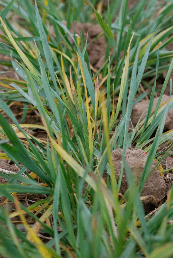 KSUWheat's tweet photo. Early season outlook for @KansasWheat diseases by Dr. DeWolf available @KStateAgron eUpdate:

https://t.co/bLwa7QDguz https://t.co/X0KQgzMJLL
