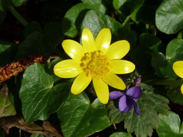 hsauquet_bgsyd's tweet photo. #discoverplants of the week: Ficaria verna (#Ranunculaceae), @u_psud campus, Orsay, France #Ranunculales #SpringInOrsay https://t.co/gZwl8lUohS