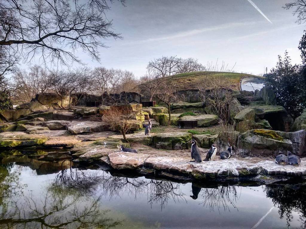 kuilakphoto's tweet image. Penguins

#pengiuns #trees #reflections #sky #water #perspective #birds #zoo #berlin #natgeo