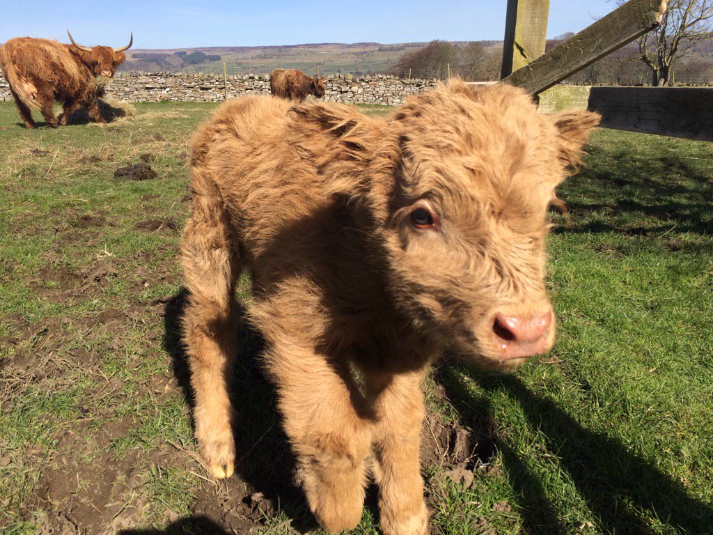 wensleydale_exp's tweet image. Latest Highland Calf!! 
#DalesNews