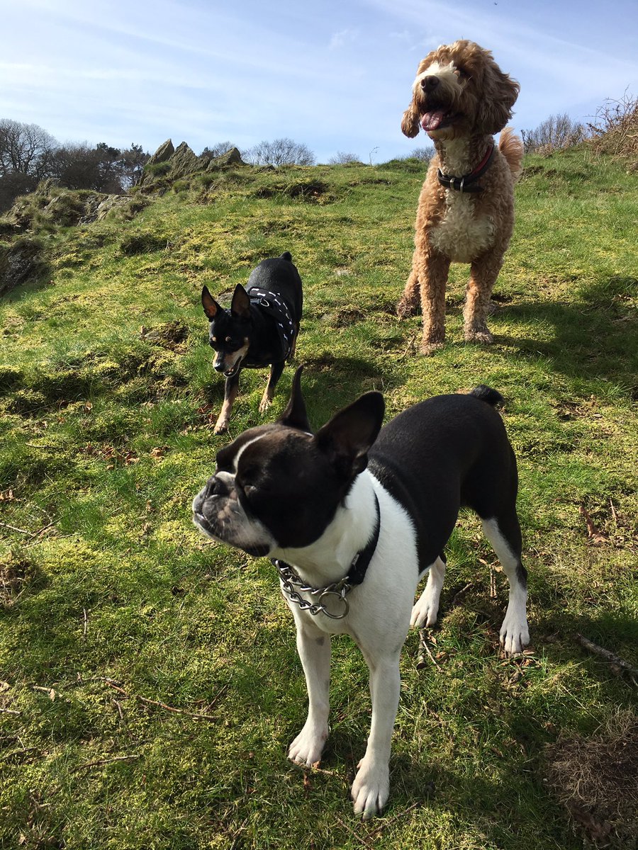 _PreciousPaws's tweet image. Sunday funday!! #beacon #dogwalk