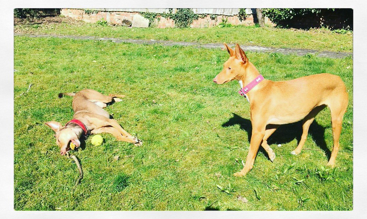 GinaWeb83's tweet photo. #podenco #dogsoftwitter #dogslife #podencosoftwitter https://t.co/9o5G3SfKHt