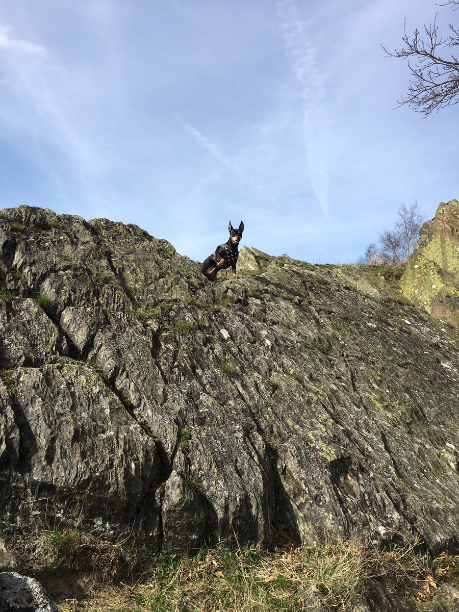 _PreciousPaws's tweet image. Star the Little Rock climber #beacon #dogwalk