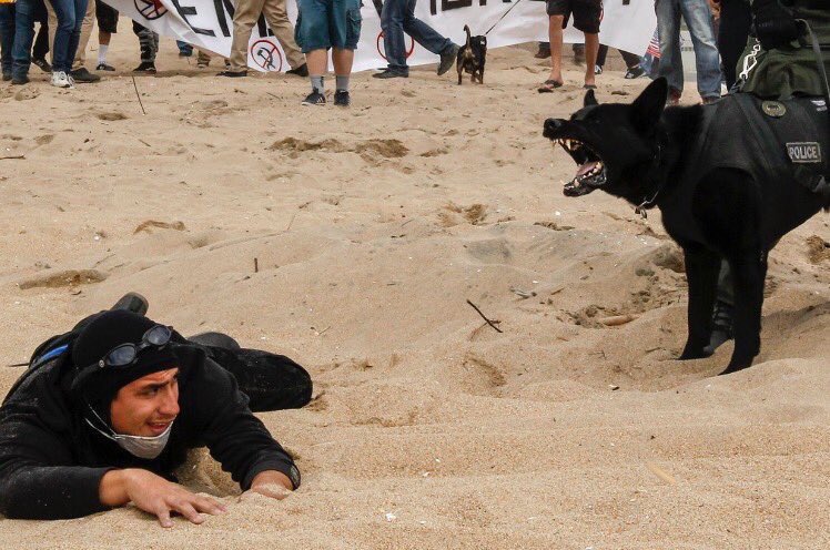 14froger14's tweet image. Who&apos;s a good boy? @HarmlessYardDog #BasedDoggo