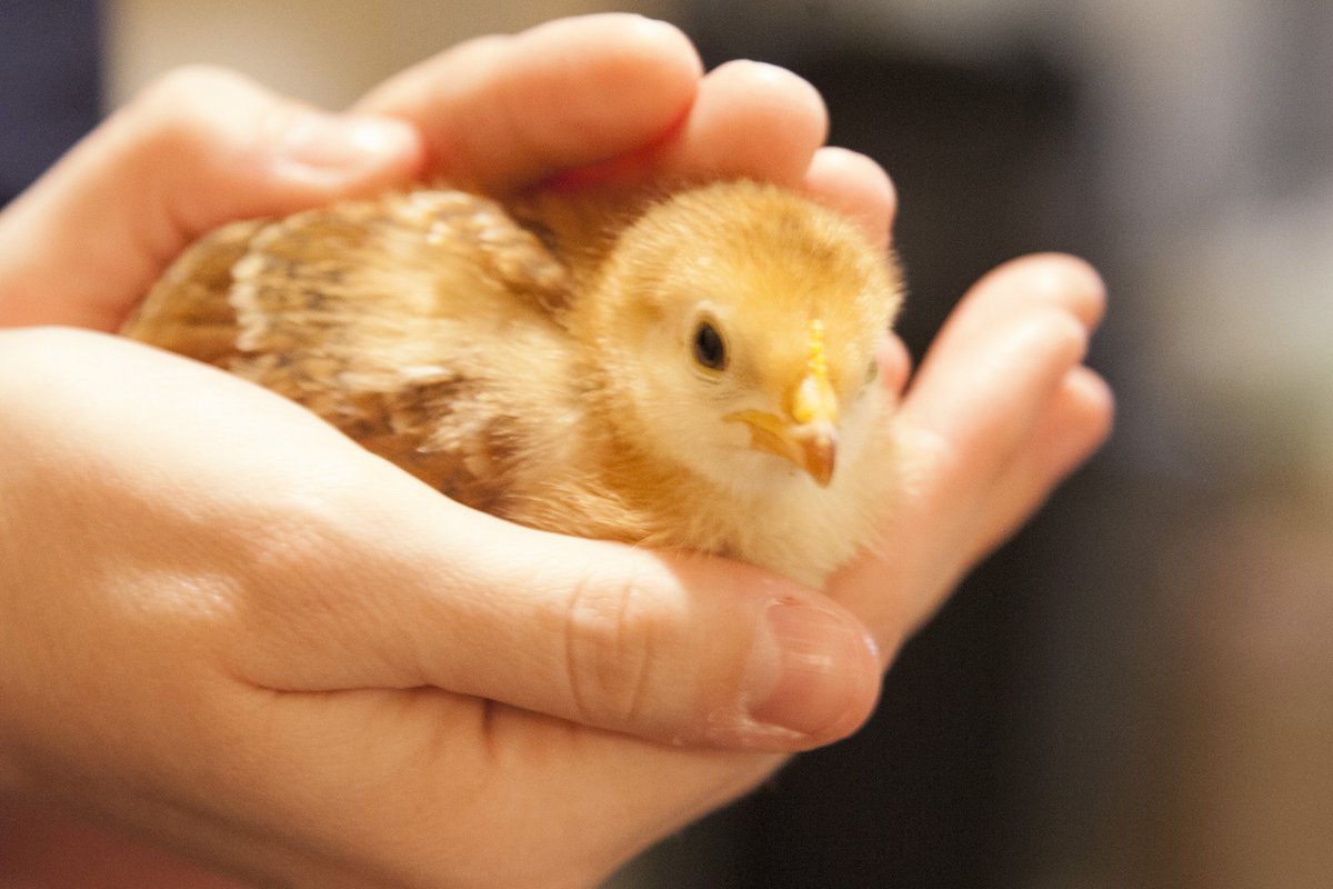 CarlChickens's tweet photo. Which came first--chick or chicken farmer?

https://t.co/8GZoSDUoCQ https://t.co/g2YM9I4Frr