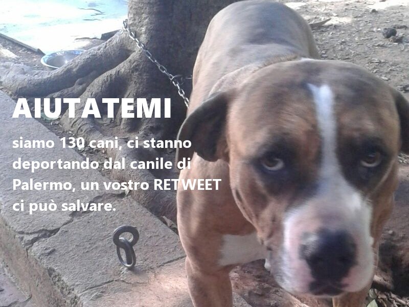 Egr. Sig. Sindaco <a href="/LeolucaOrlando1/">Leoluca Orlando</a>,
fermi il trasferimento dei cani del Canile Municipale. #Palermo diventi la capitale dei diritti animali.
