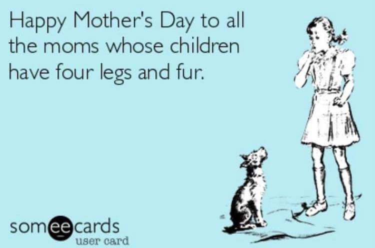 WithWoof (@withwoof) on Twitter photo 