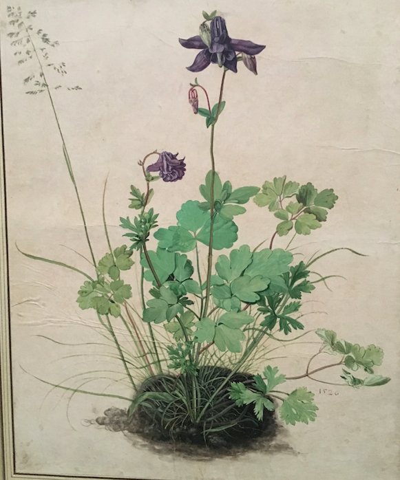 HubertBost1's tweet photo. « Pour faire un jardin, il faut un morceau de terre et l'éternité. » Gilles Clément. Expo Jardins @GrandPalaisRmn – Ancolie d'Albrecht Dürer https://t.co/MVOgZnKvf5