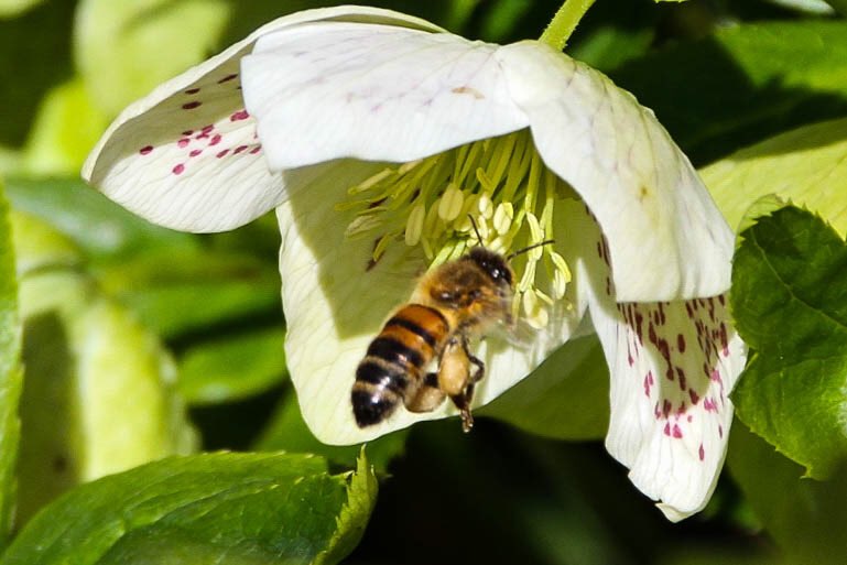 Today's visit <a href="/walesbotanic/">🏴󠁧󠁢󠁷󠁬󠁳󠁿 Gardd Cymru 🌿 Garden of Wales</a> such a gorgeous day, the #daffodils roamed with such beauty everywhere. #floral #wales #welsh #botanical