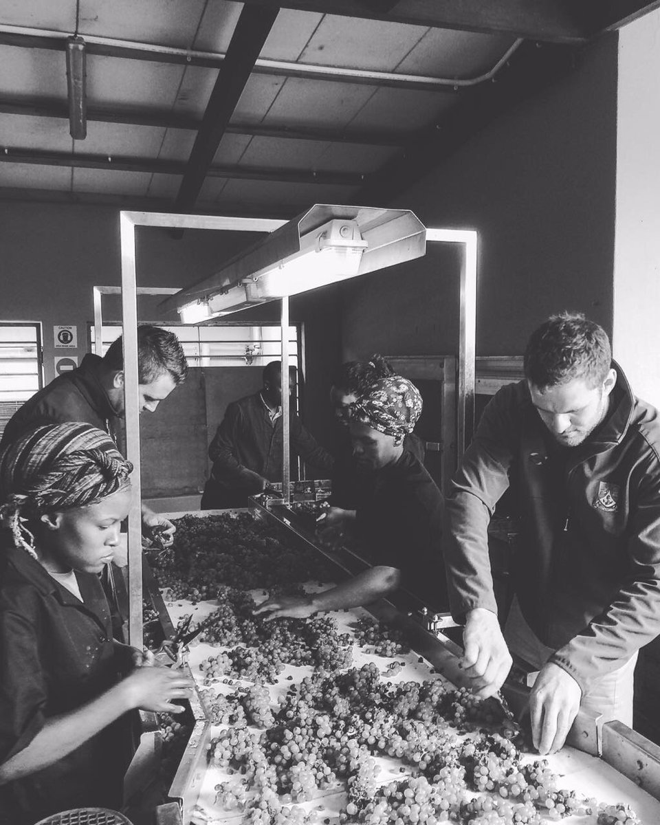 Ensuring high quality with bunch sorting <a href="/hpf1855/">Posmeester</a> #coolclimate #sauvignonblanc <a href="/SauvignonSA/">Sauvignon Blanc SA</a>