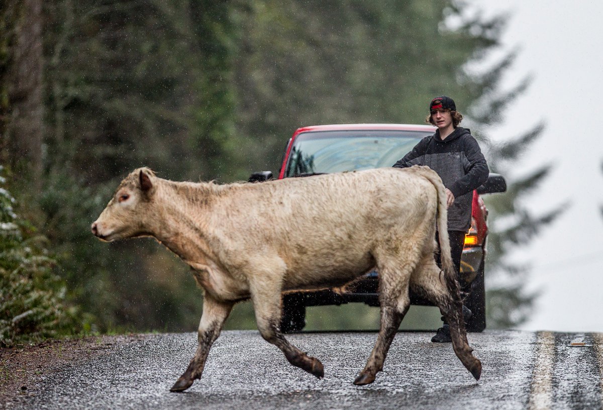 dmontesino's tweet image. Bovine blocks highway after busting out of its pen #Longbranch #countryproblems