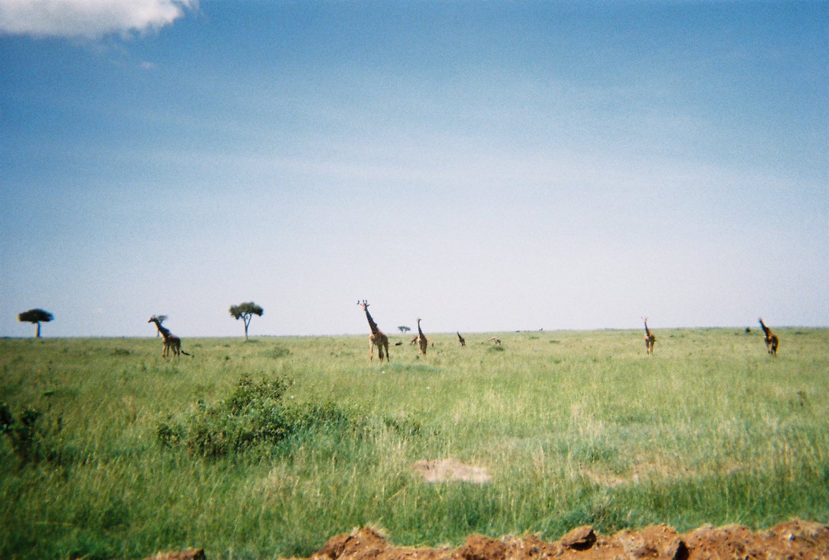 Kenya on a disposable camera: clarkspeak.blogspot.co.uk/2017/03/kenya-… 

#travel #photography